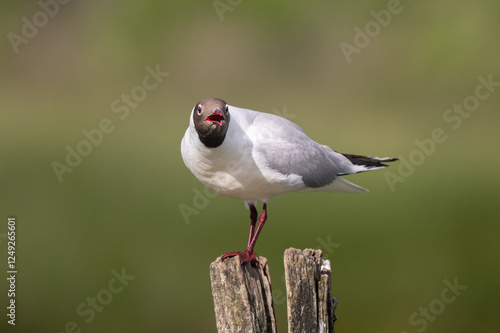 Larus ridibundus - Black-headed Gull - Mouette rieuse photo