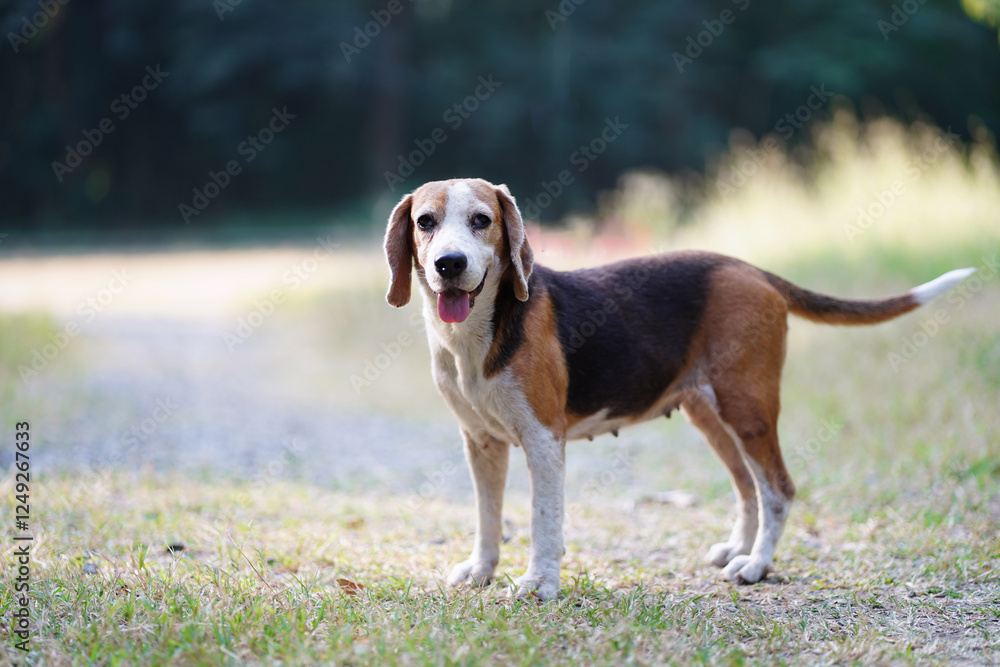 Portrait of a cute beagle dog standing on the grass field. Portrait of a cute beagle dog standing on the grass field.