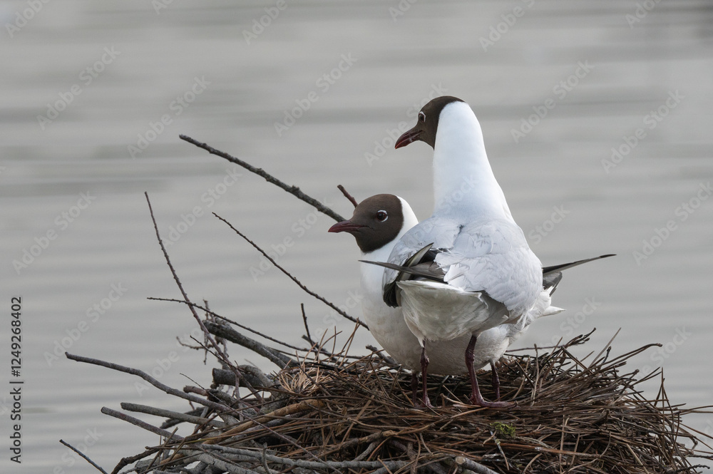 Larus ridibundus - Black-headed Gull - Mouette rieuse Larus ridibundus - Black-headed Gull - Mouette rieuse