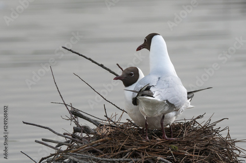 Larus ridibundus - Black-headed Gull - Mouette rieuse photo