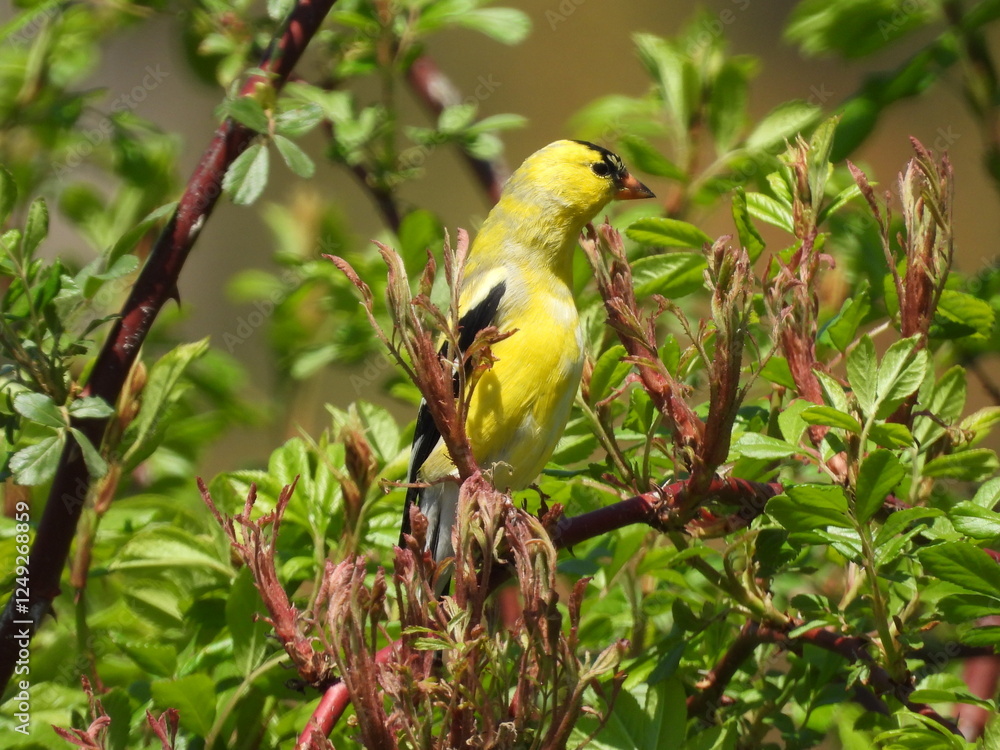 A male, American goldfinch, perched on a briar branch within the woodland forest of the Middle Creek Wildlife Management Area, Lancaster County, Pennsylvania. A male, American goldfinch, perched on a briar branch within the woodland forest of the Middle Creek Wildlife Management Area, Lancaster County, Pennsylvania.