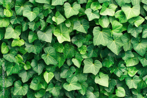 Wallpaper Mural Lush green ivy leaves creating vibrant natural backdrop Torontodigital.ca