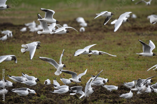 Larus ridibundus - Black-headed Gull - Mouette rieuse photo