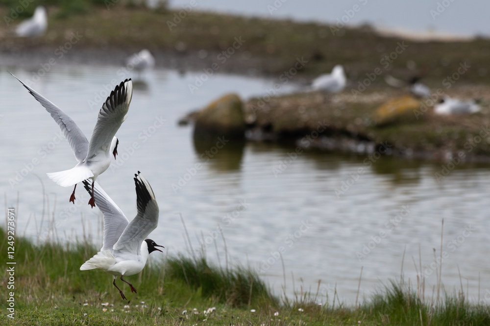 Larus ridibundus - Black-headed Gull - Mouette rieuse Larus ridibundus - Black-headed Gull - Mouette rieuse