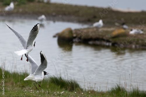 Larus ridibundus - Black-headed Gull - Mouette rieuse photo