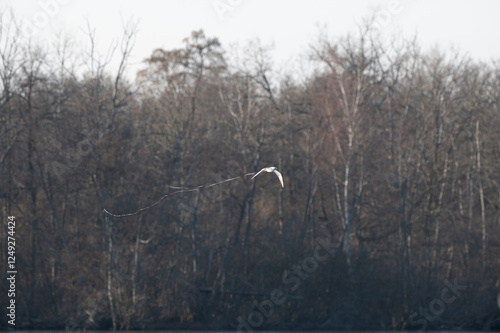 Larus ridibundus - Black-headed Gull - Mouette rieuse photo