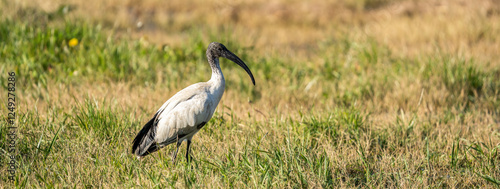 Horizontal banner with young african sacred ibis (Threskiornis aethiopicus) standing in a grassy field. The bird has a distinctive long, curved black beak and black-and-white plumage. photo