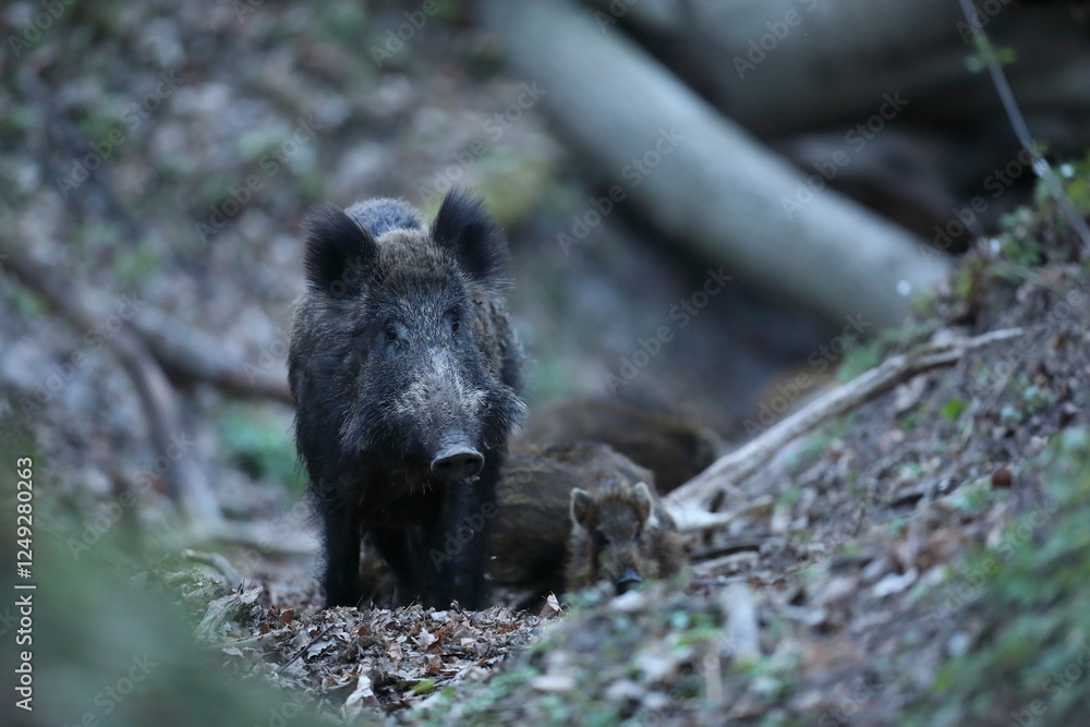 Dzik, (Sus scrofa), wild boar, boar Dzik, (Sus scrofa), wild boar, boar