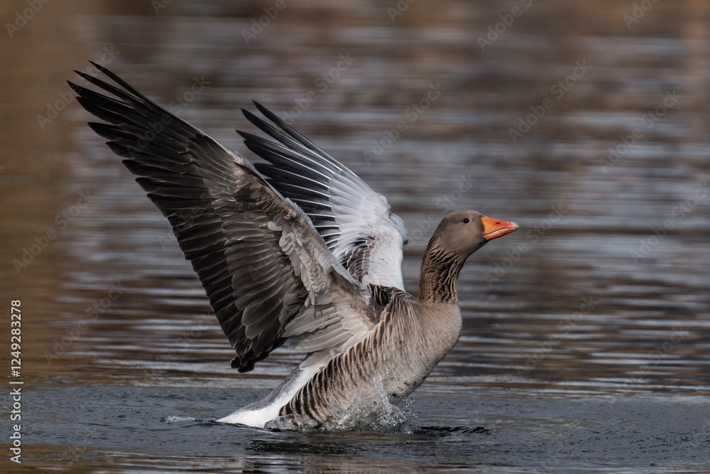 Greylag goose or graylag goose (Anser anser) spreading its feathers on a lake. Greylag goose or graylag goose (Anser anser) spreading its feathers on a lake.