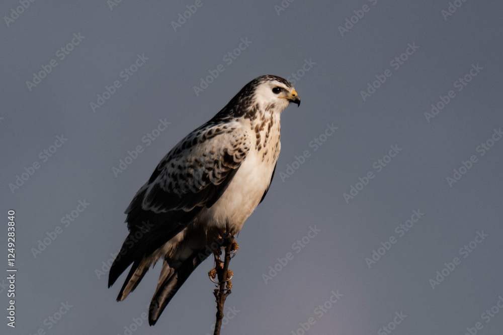 White common buzzard sitting on top of a tree. White common buzzard sitting on top of a tree.