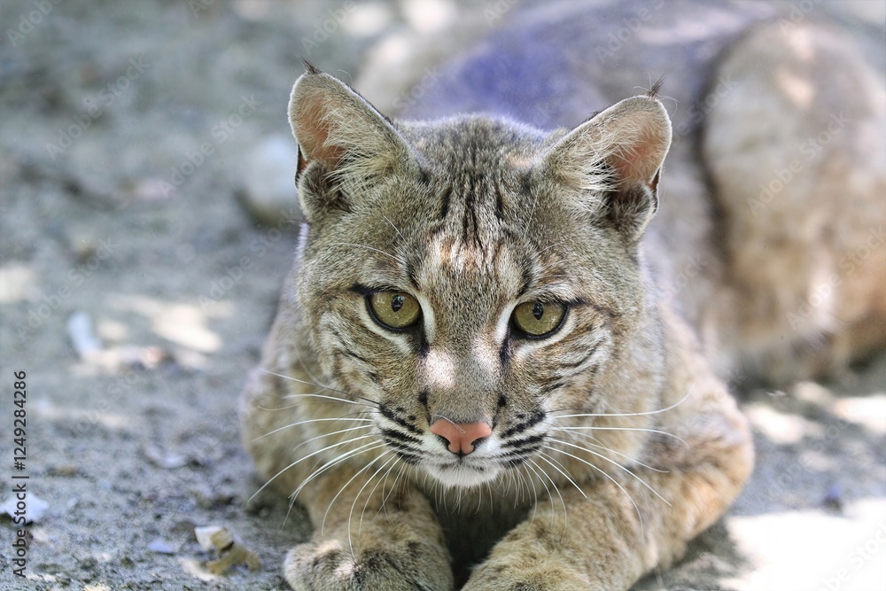 Focused Bobcat: Intense close-up of a bobcat lying down, staring directly at the camera, perfect for wildlife education and conservation efforts.
Focused Bobcat: Intense close-up of a bobcat lying down, staring directly at the camera, perfect for wildlife education and conservation efforts.