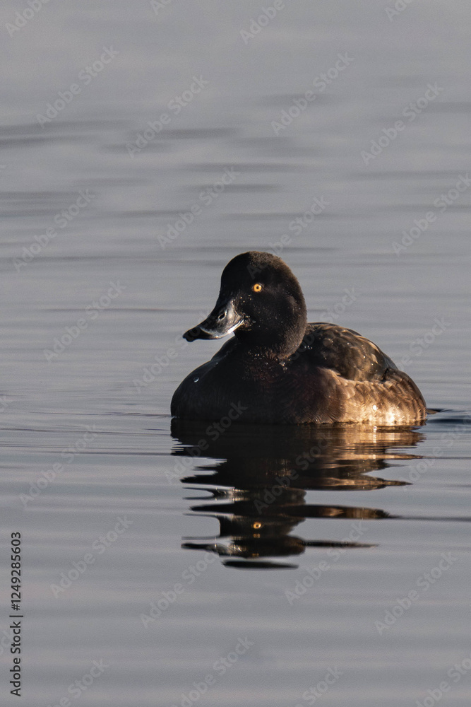 Female tufted duck (or tufted pochard) (Aythya fuligula) swimming in a lake. Female tufted duck (or tufted pochard) (Aythya fuligula) swimming in a lake.