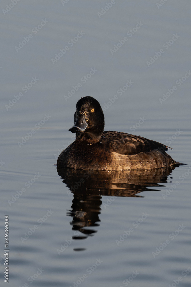 Female tufted duck (or tufted pochard) (Aythya fuligula) swimming in a lake. Female tufted duck (or tufted pochard) (Aythya fuligula) swimming in a lake.