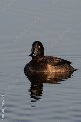 Female tufted duck (or tufted pochard) (Aythya fuligula) swimming in a lake.
