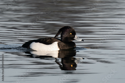 Male tufted duck (or tufted pochard) (Aythya fuligula) swimming in a lake. photo