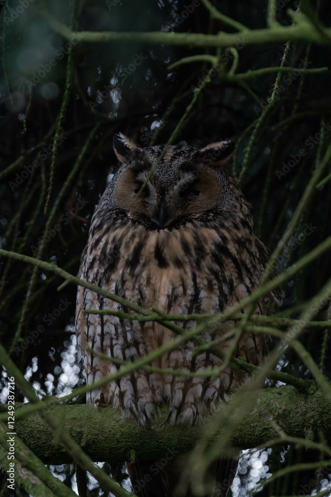 Fototapeta premium Long-eared owl (Asio otus) sleeping in a tree.