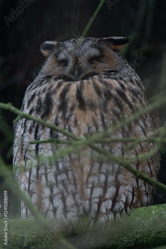 Long-eared owl (Asio otus) sleeping in a tree. photo