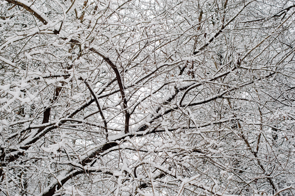 winter background, photo of snow-covered tree branches in the forest in winter winter background, photo of snow-covered tree branches in the forest in winter