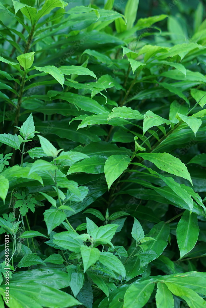 Obraz premium green leaves of a plant
