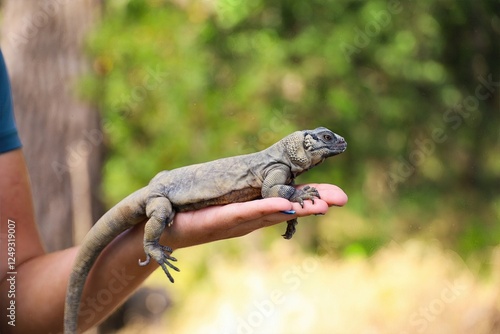 Chuckwalla Lizard in Hand: Chuckwalla lizard comfortably resting on a human hand, detailed texture and calm demeanor shown.
 photo