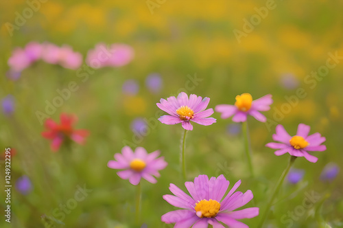 草原に咲く野の花