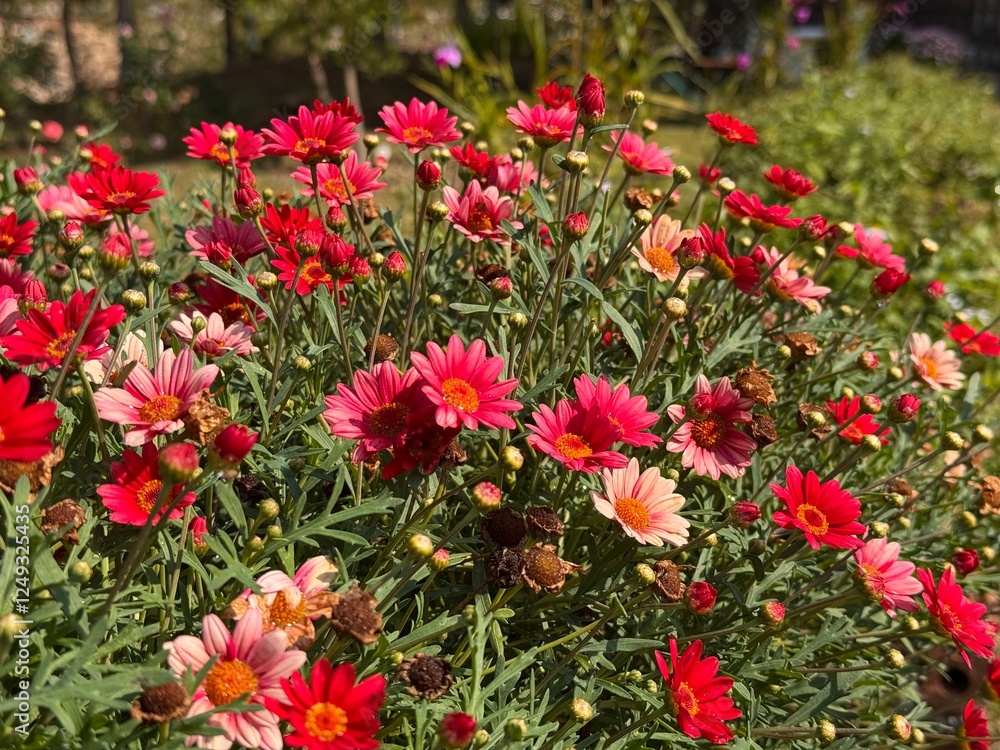 The red daisy blooming in garden The red daisy blooming in garden