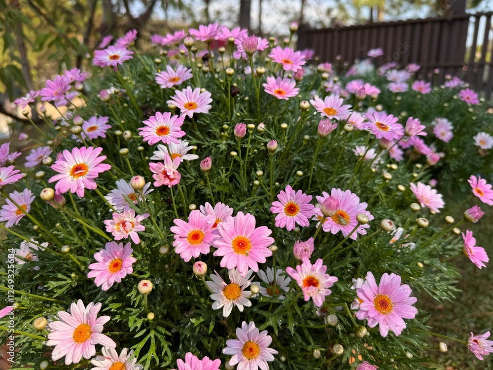 flowers blooming in the garden flowers blooming in the garden