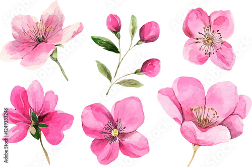 pink flowers isolated on white