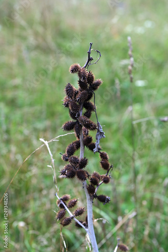 xanthium strumarium (rough cocklebur) is a species of annual plants of the family Asteraceae photo