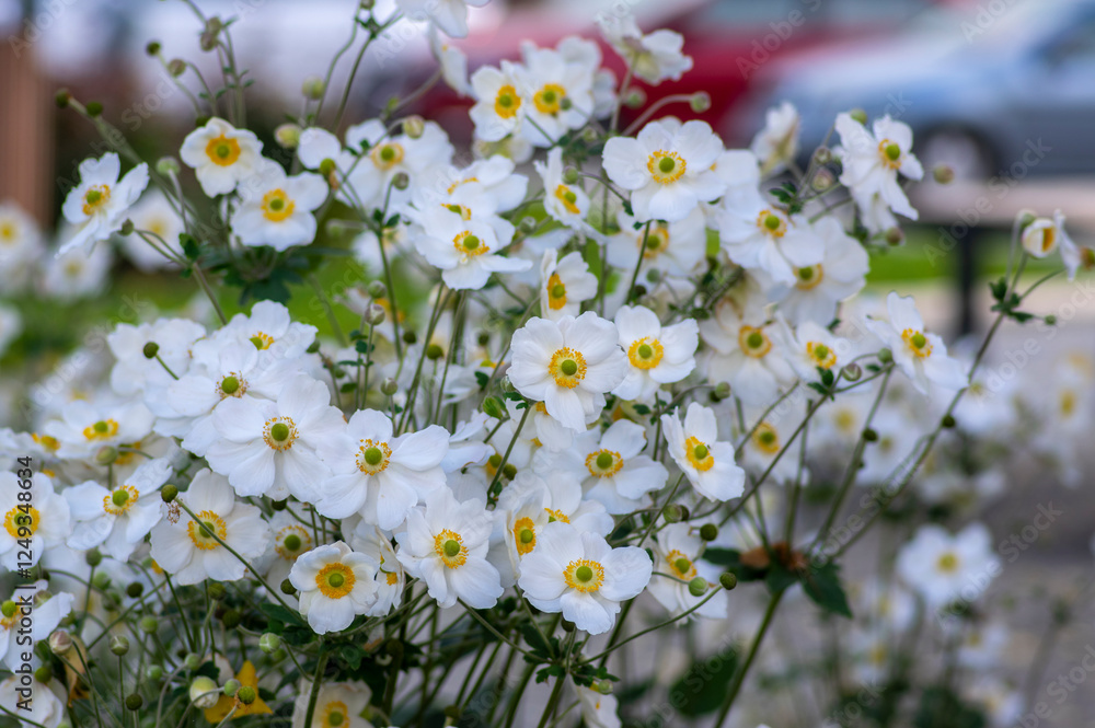 Anemone hupehensis praecox white petal simplicity beautiful flowers in bloom, windflowers flowering plants in the garden