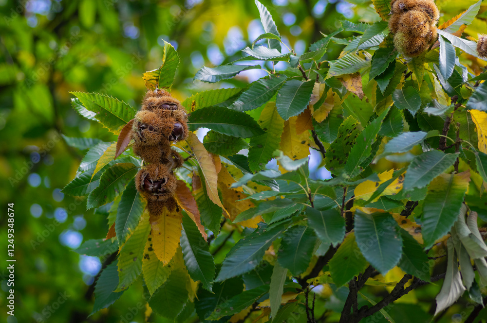 Castanea sativa ripening fruits in spiny cupules, edible hidden brown tasty seed nuts hanging on tree branches, green leaves