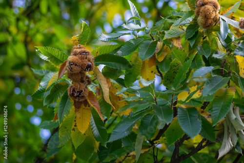 Obraz na płótnie Castanea sativa ripening fruits in spiny cupules, edible hidden brown tasty seed nuts hanging on tree branches, green leaves w salonie