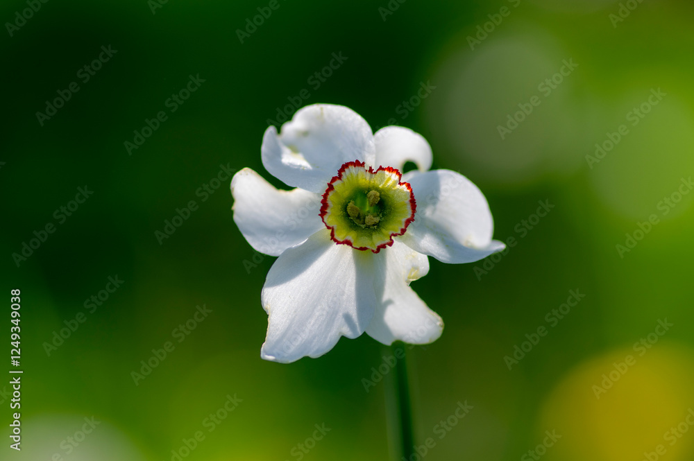 Narcissus poeticus bright white ornamental flowering plant, group of beautiful springtime flowers in the garden