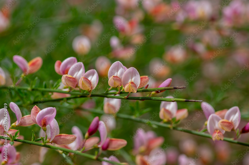 Cytisus scoparius moyclare ornamental flowers in bloom, light purple pink bright color flowering plant