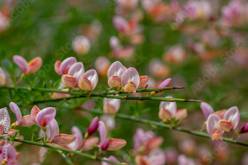Obraz na płótnie Cytisus scoparius moyclare ornamental flowers in bloom, light purple pink bright color flowering plant w salonie