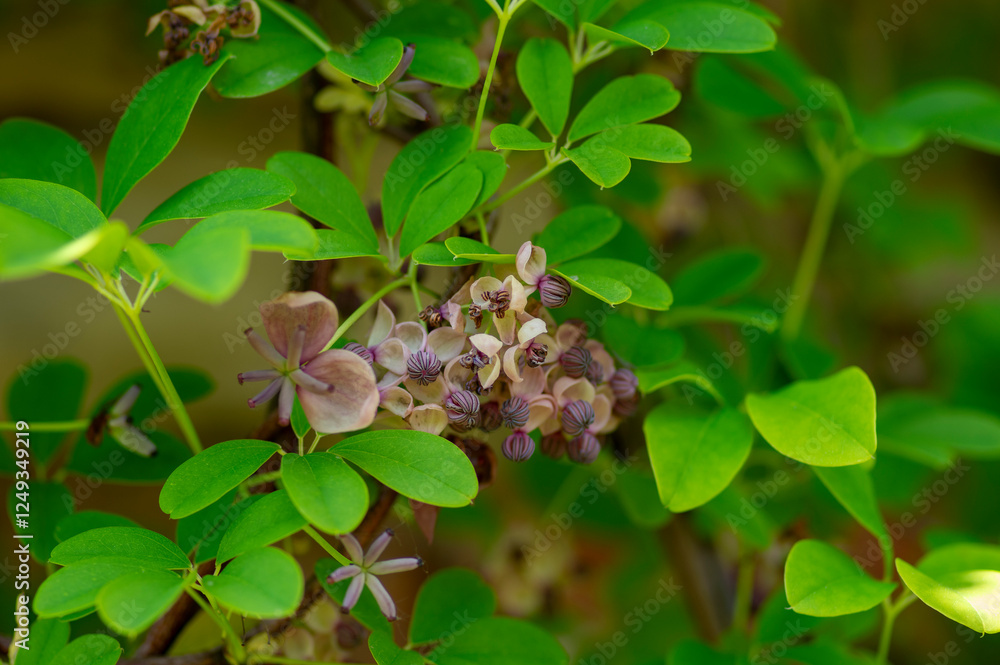 Akebia quinata beutiful creeping flowering plant, light pink purple five-leaf chocolate vine flowers in bloom