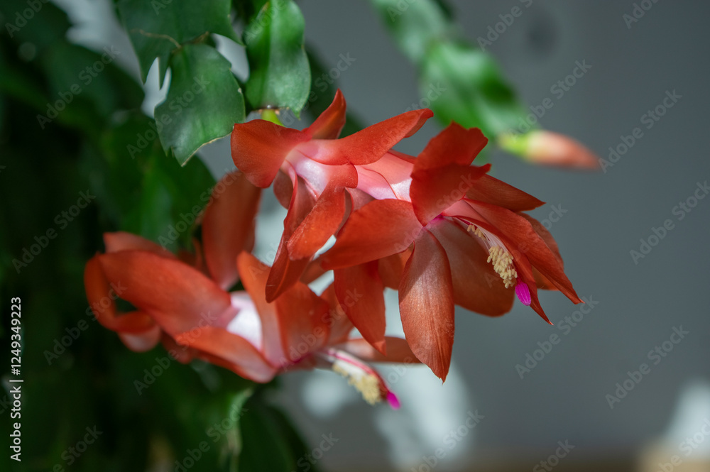 Schlumbergera truncata Thanksgiving Christmas cactus in bloom orange red flowering houseplant in detail