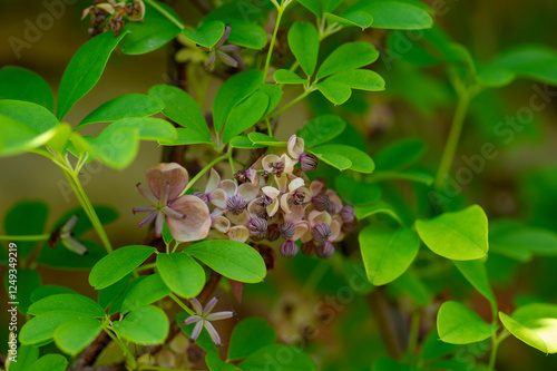 Obraz na płótnie Akebia quinata beutiful creeping flowering plant, light pink purple five-leaf chocolate vine flowers in bloom w salonie