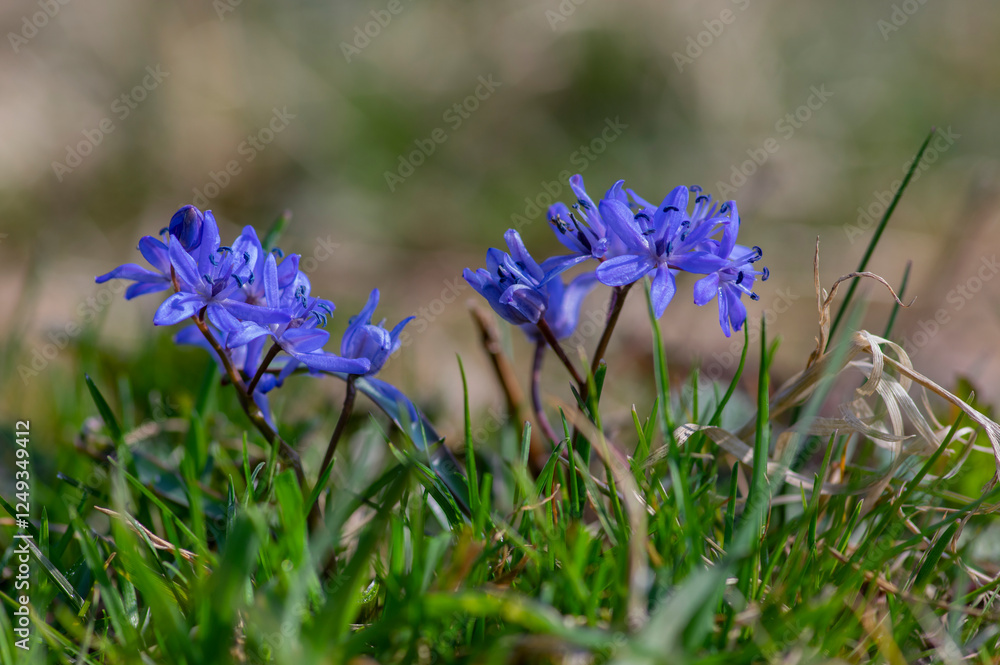 Scilla bifolia alpine two-leaf squill early spring bulbous flowers in bloom, small beautiful blue flowering plant