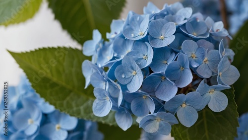 Obraz na płótnie Blue hydrangea flower close-up on a light background, with greenery w salonie