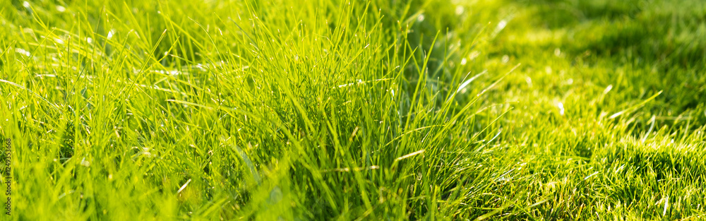Green juicy grass on the lawn close-up at sunset. The border of the mown lawn. Green juicy grass on the lawn close-up at sunset. The border of the mown lawn.
