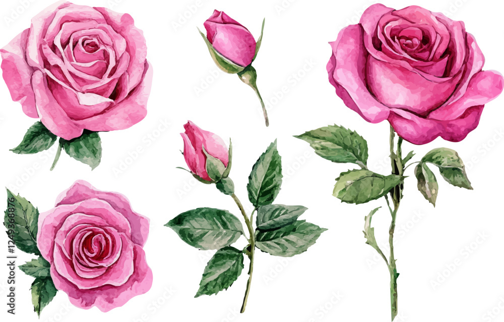 Fototapeta premium pink roses on white background
