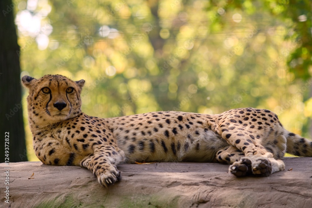 Fototapeta premium cheetah on a rock