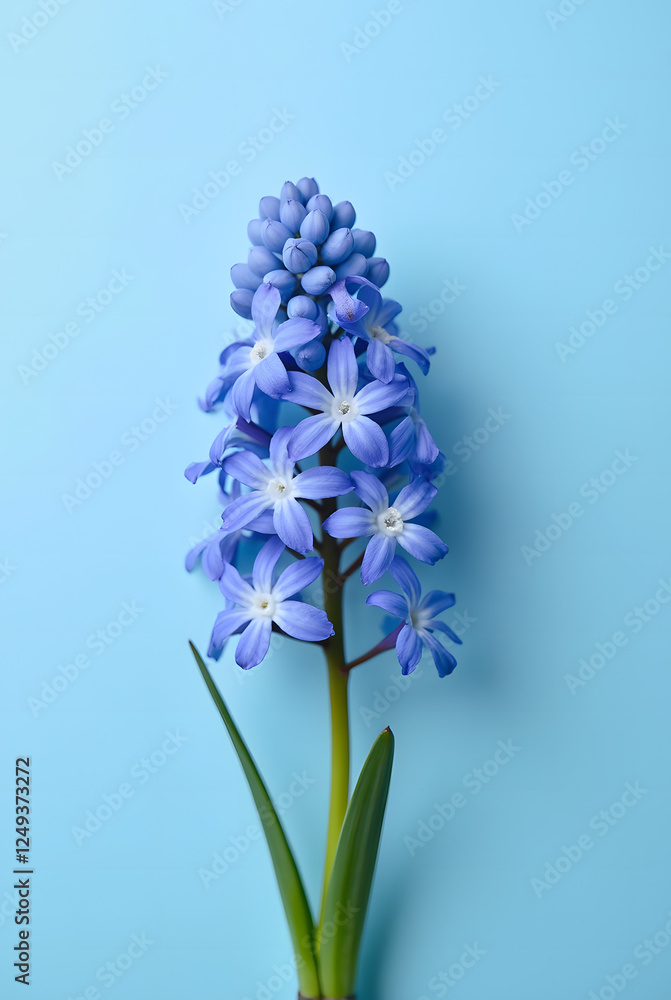 Fototapeta premium Heart-Shaped Spring Hyacinth Flowers Card for International Women's Day Celebrations on a Soft Blue Background