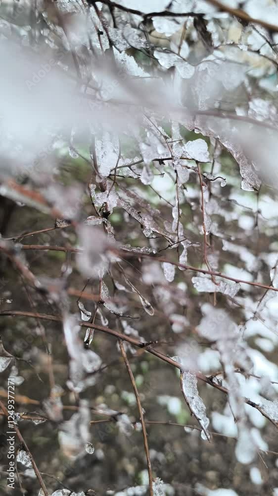 many branches covered with ice many branches covered with ice