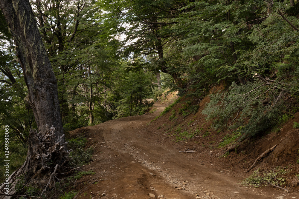Naklejka premium Outdoor activities. View of the empty dirt road across the forest and hill