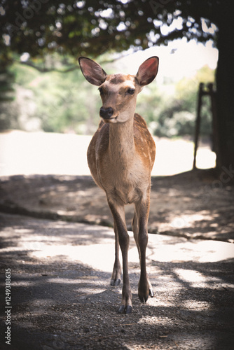 deer in the park