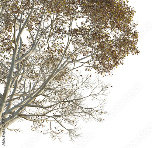 Zelkova serrata Tree corner cutout png transparent photo