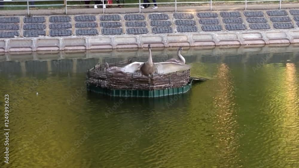 Group of swans are on a raft in a pond. The swans are in a row, with one of them looking at the camera Group of swans are on a raft in a pond. The swans are in a row, with one of them looking at the camera