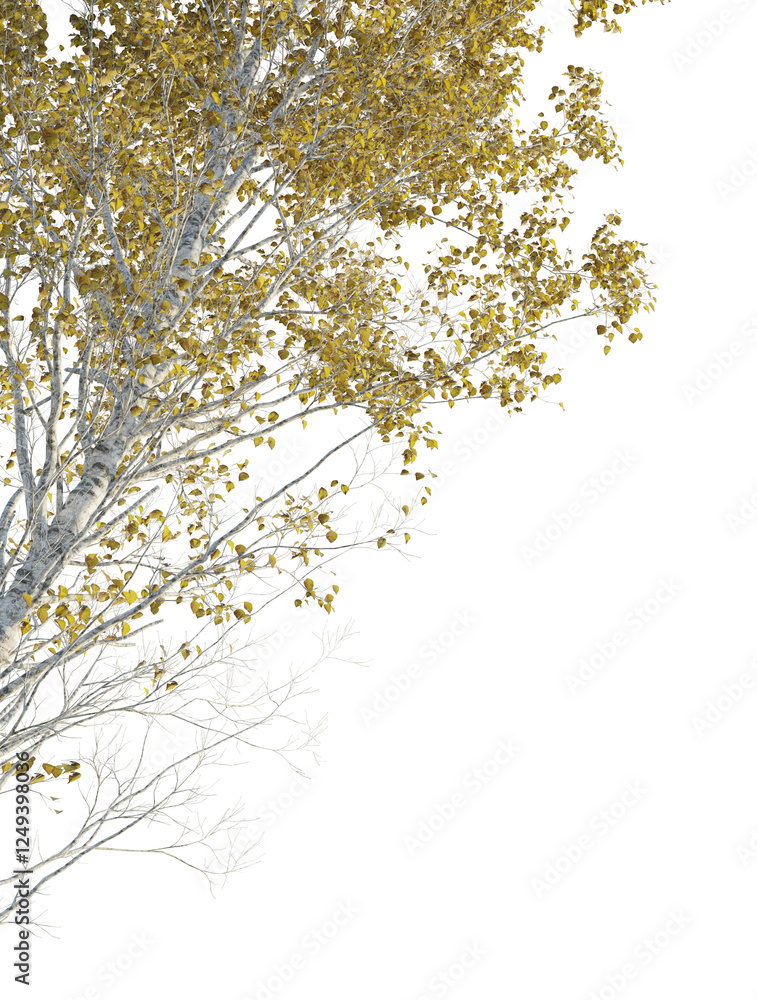 Fototapeta premium Betula ermanii Tree corner cutout png transparent isolate